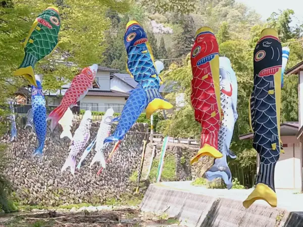 春風に乗って 川で鯉のぼり泳ぐ - 上山市楢下 金山川