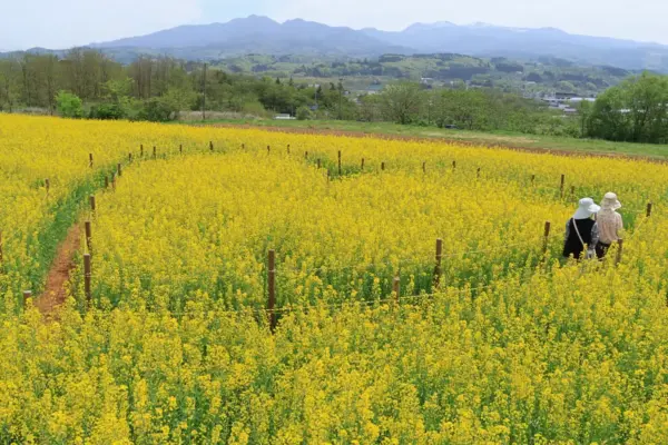 菜の花畑、今が見頃「ヴェンテンガルテン」春らしい天気に恵まれ観光客や子連れなど楽しむ