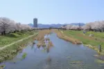 2024年4月13日 須川河岸堤プロムナード