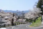 2024年4月13日 月岡公園(上山城)