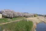 2024年4月13日 須川河岸堤プロムナード