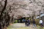 2024年4月13日 みゆき公園