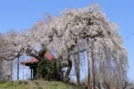 2024年4月13日 足の口観音堂のしだれ桜