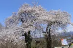 2024年4月13日 鶴脛の桜