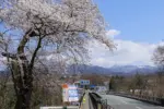 2024年4月13日 鶴脛の桜