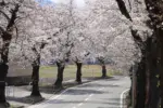 2024年4月13日 桜のトンネル