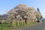 2024年4月13日 旭昇桜