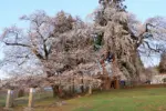 2024年4月13日 糸目観音堂のしだれ桜