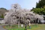 2024年4月14日 高仙寺のしだれ桜