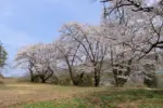 2024年4月14日 諏訪山児童遊園