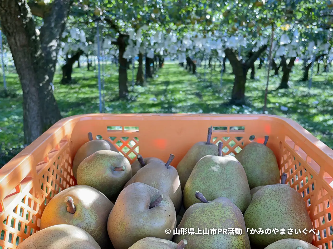 収穫されたラ・フランスと梨畑 = 2023年10月18日 阿弥陀地塩崎