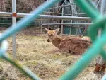 知ってた？上山市に鹿の飼育場があるよ。行ってみよう！