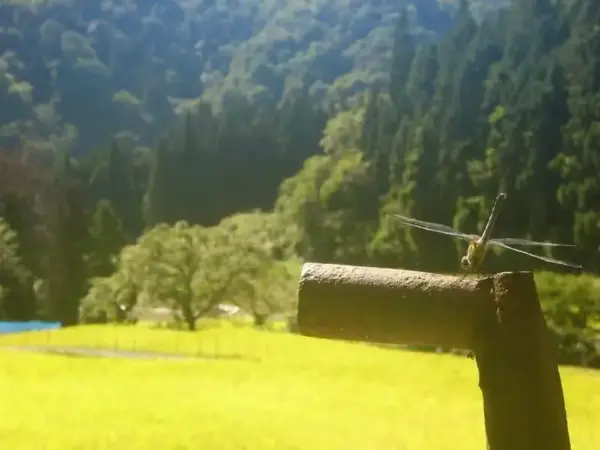 竜沢集落を旅する「龍神桜・竜沢分校跡」そこにある昔ながらの風景と歴史